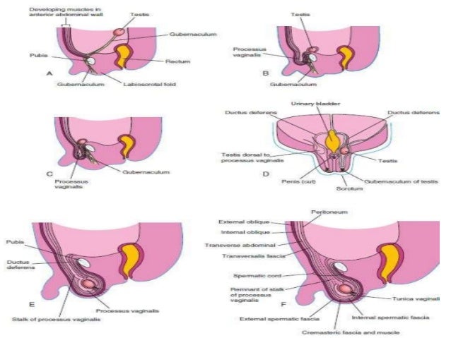 development of the vagina Do it yourself piss christ